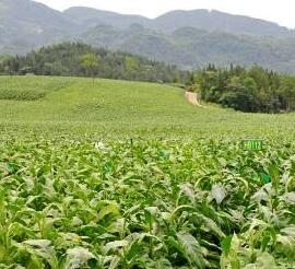 資質(zhì)檔案 廬江縣沃野農(nóng)作物種植專業(yè)合作社