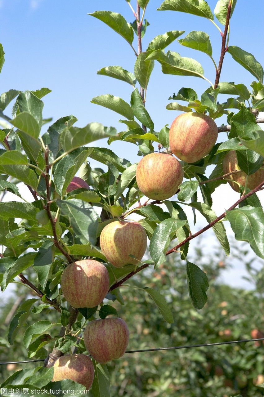 蘋果,彩色,白天,數(shù)碼,無(wú)人,法國(guó),影像,普羅旺斯,歐洲,creative series,蘋果樹,直圖,樹,歐洲文化,前景對(duì)焦,人工栽培,葉子,水果,仰視,懸掛,中量,農(nóng)作物,晴朗天空,綠葉,藍(lán)天,農(nóng)業(yè),生長(zhǎng),蘋果園,果園,種植園,農(nóng)產(chǎn)品,紅蘋果,color image,apple,day,europe,apple tree,no people,outdoors,france,photography,fruit,digital,european culture,leaf,medium group of o