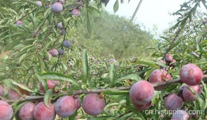 四川脆紅李代辦-海商網(wǎng),經(jīng)濟作物和植物產(chǎn)品庫
