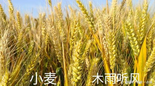 種植農(nóng)作物,提高農(nóng)作物產(chǎn)量的途徑有哪些 管理措施是什么