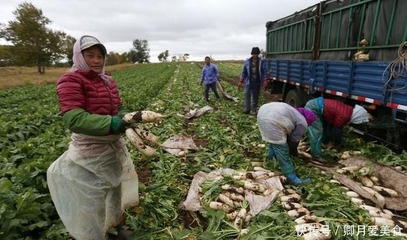 價(jià)格跌至一毛錢,堆成山?jīng)]法賣,種植戶直言:又要跟去年一樣?