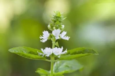 大爆發(fā)!大爆發(fā)!植物工廠:國外很火,未來農(nóng)業(yè)方向