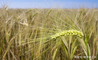 農(nóng)業(yè)種植技術(shù):農(nóng)作物病蟲害防治技術(shù)