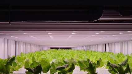 飛利浦GreenPower LED助力日本Prime Delica生產更健康、安全作物