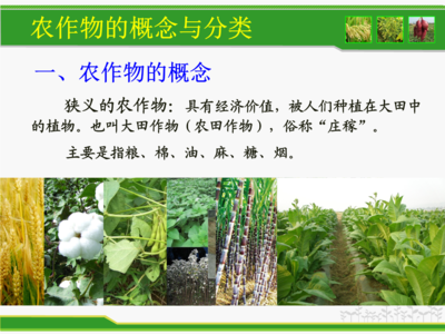 農(nóng)作物的分類.ppt