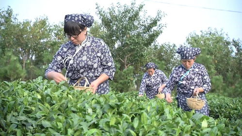 從多種農(nóng)產(chǎn)品首次出口看濰坊國(guó)家農(nóng)綜區(qū)打造農(nóng)業(yè)開放發(fā)展新高地