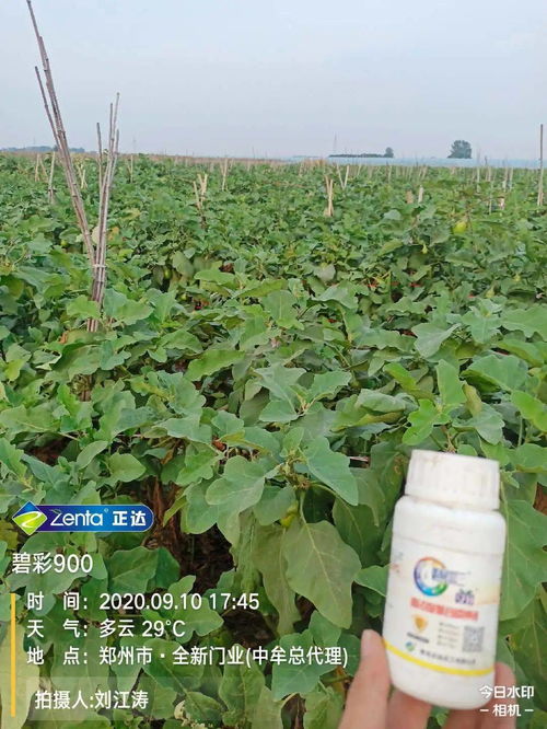 為什么你種植的作物產(chǎn)量要比別人低,你可能少了這個(gè)