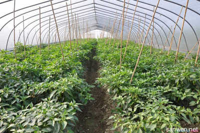 2016年種植業(yè)有哪些結(jié)構(gòu)調(diào)整