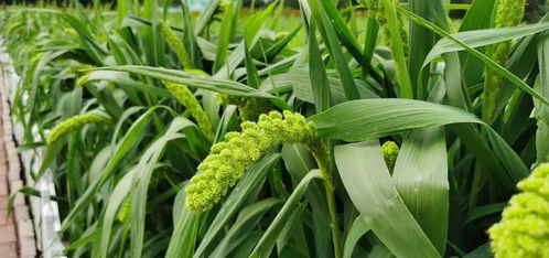 種植經(jīng)濟(jì)作物促脫貧 技術(shù)交流分享保增收