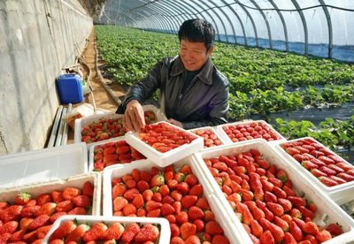 自然資源部、農業農村部:加大設施農業用地支持力度