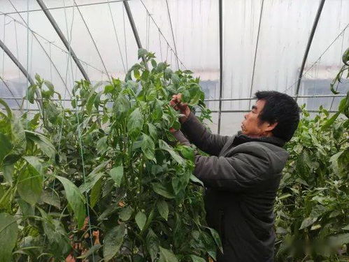 贊 賀州農(nóng)作物種植面積達(dá)66.25萬(wàn)畝