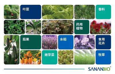 GILE展商有約 | 與李鵬對(duì)話(huà):福建中科三安, 植物工廠(chǎng)技術(shù),讓未來(lái)農(nóng)業(yè)實(shí)現(xiàn)更多可能 - 2022廣州國(guó)際照明展覽會(huì)(光亞展)
