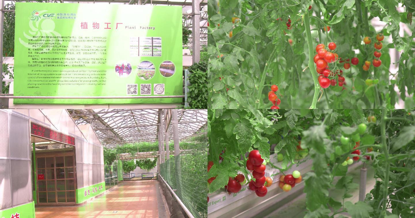 農(nóng)業(yè)科技植物工廠(chǎng),小番茄