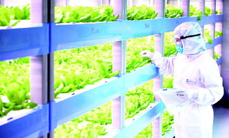 led植物工廠(chǎng) 省心種 放心吃 開(kāi)心玩