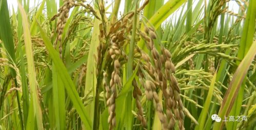 富硒變富民,別小瞧了上高這個(gè)產(chǎn)業(yè)