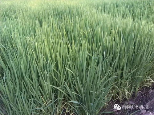 水稻直播各時(shí)期對(duì)除草劑的選擇